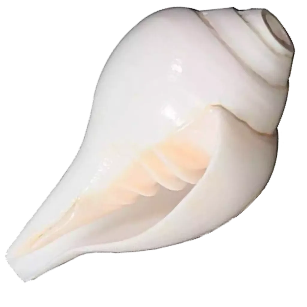 Shankh