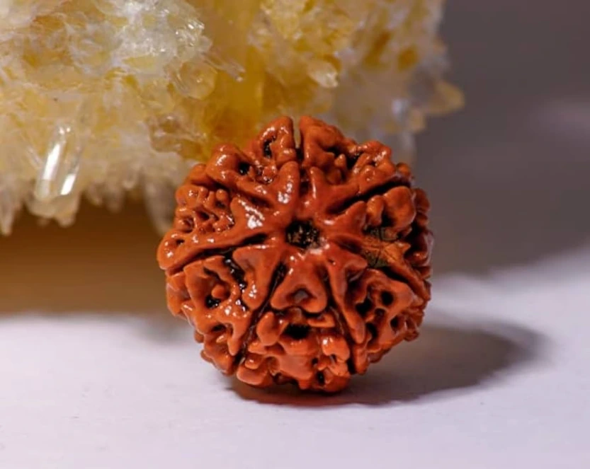 7 mukhi Rudraksh